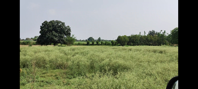 Spacious 7 Acre Agricultural Land for Sale in Kurali, Mohali - Estate Agents For Agriculture Land in India