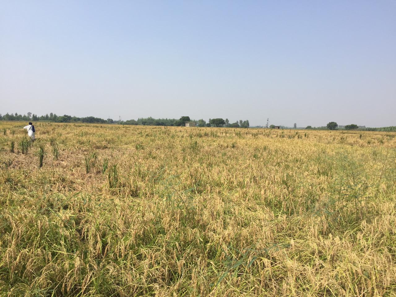 Prime Agricultural/Farm Land for Sale in Lalru, Chandigarh – Invest in Your Future! - Estate Agents For Agriculture Land in India