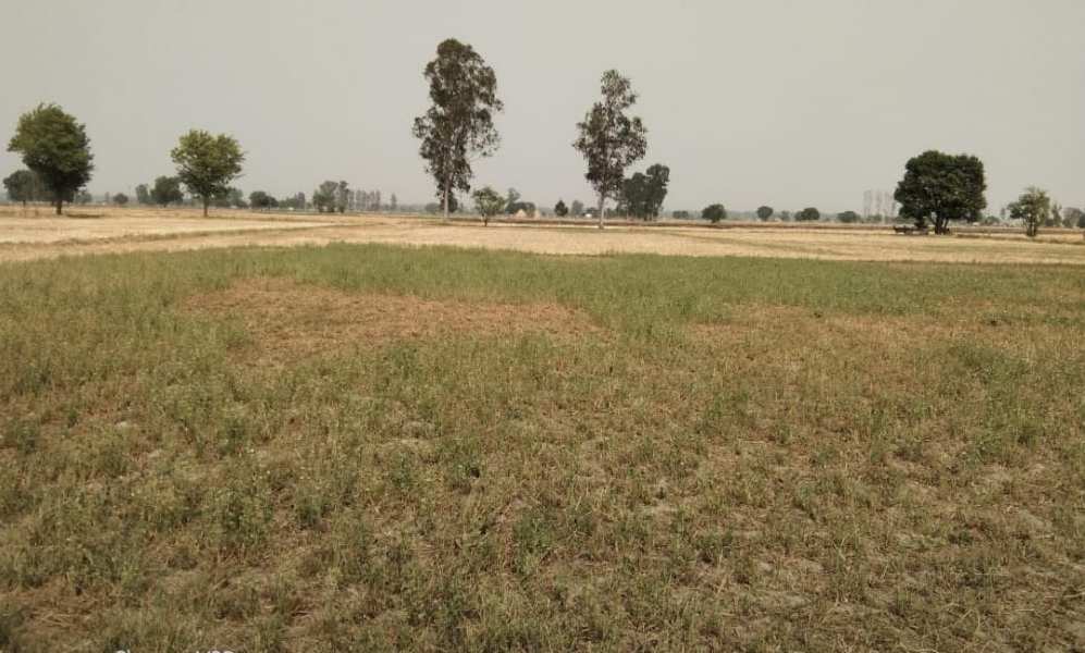 Prime 15 Acre Farm Land Available on Patiala Road, Zirakpur - Estate Agents For Agriculture Land in India