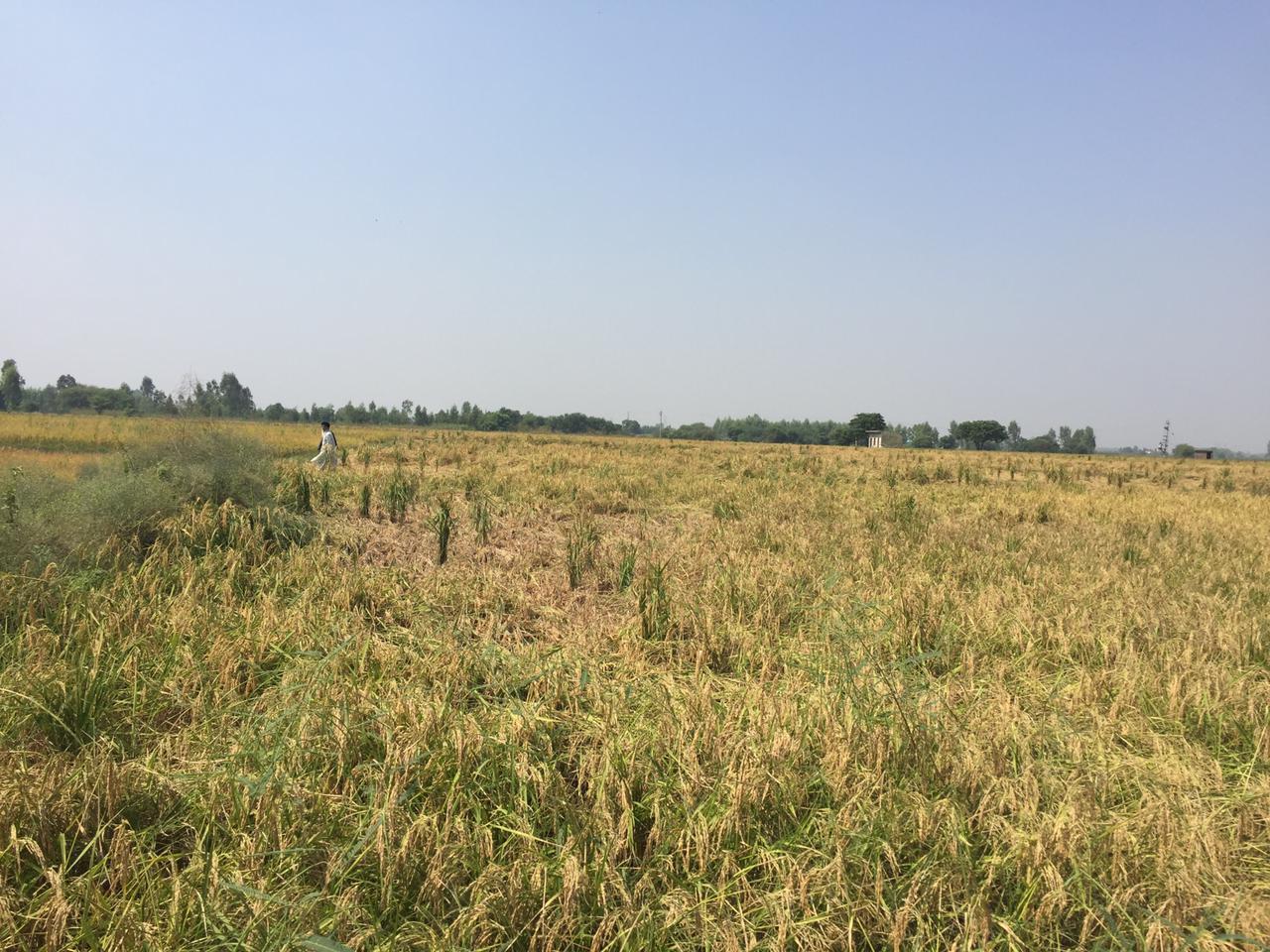 Prime Agricultural/Farm Land for Sale in Lalru, Chandigarh – Invest in Your Future! - Estate Agents For Agriculture Land in India